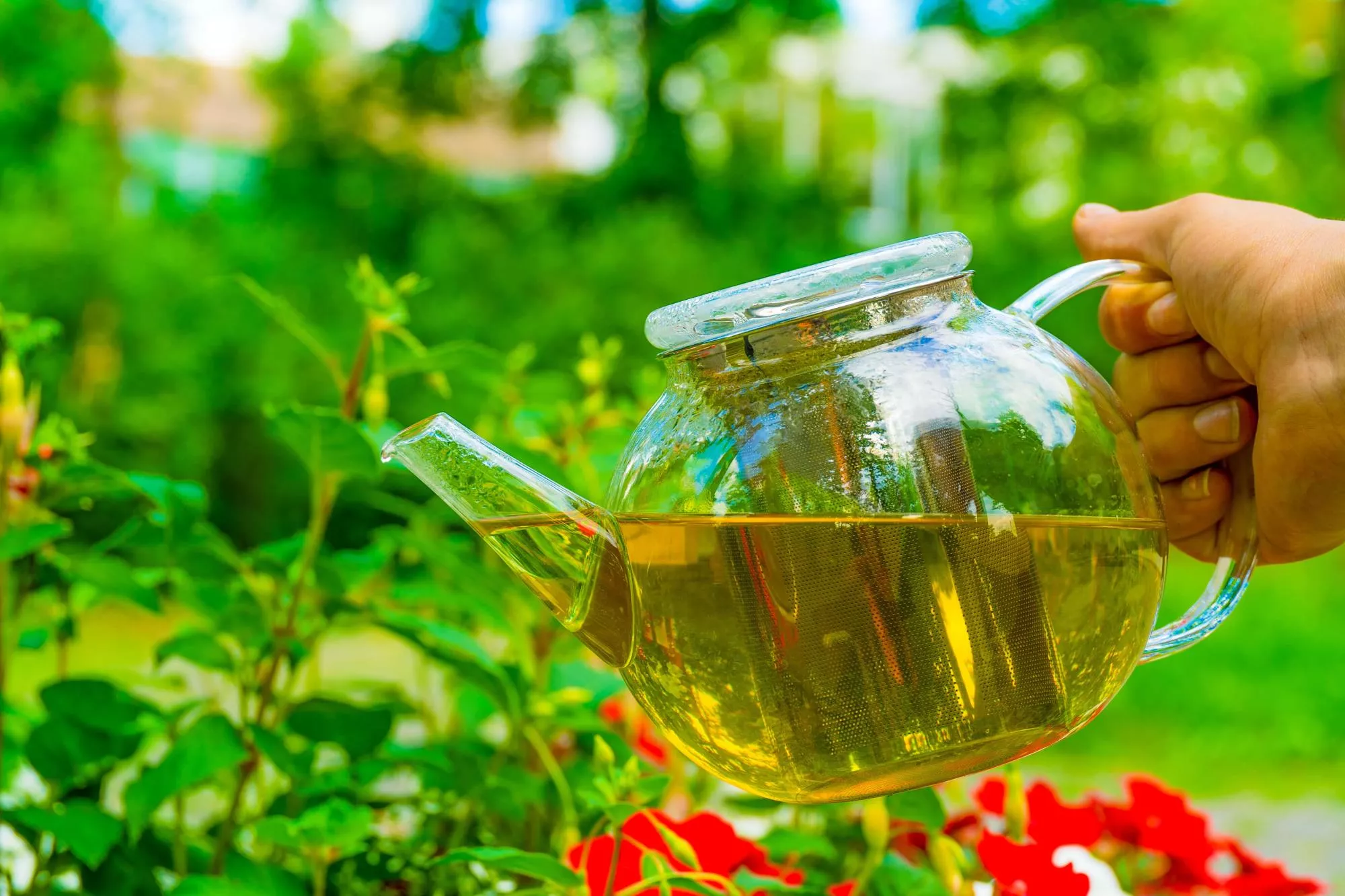Moringa_Tee_Blaetter_kaufen_Teekanne_ausgiessen