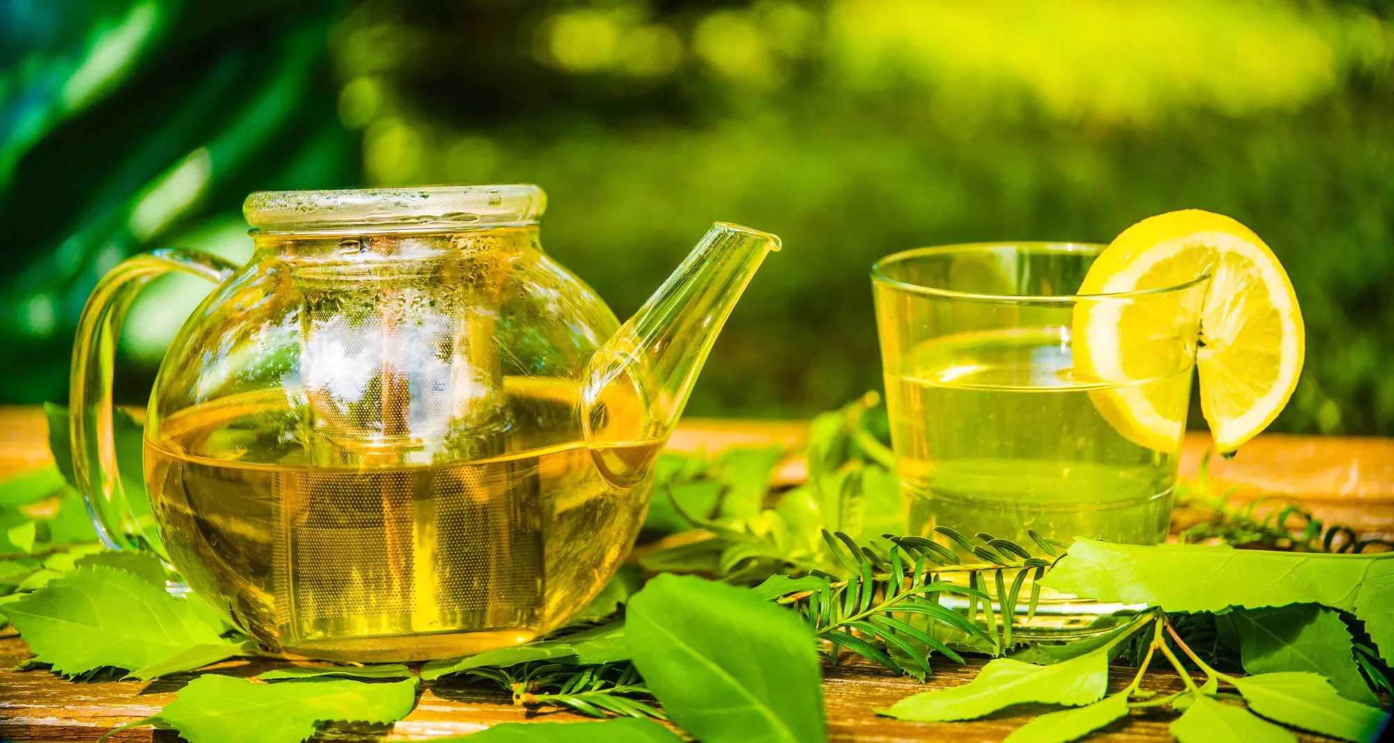 Moringa_Tee_Blaetter_kaufen_Teekanne