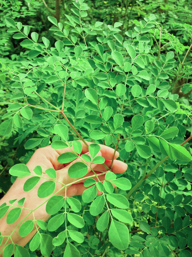 Moringa Pulver kaufen Blattpulver 120g Baum